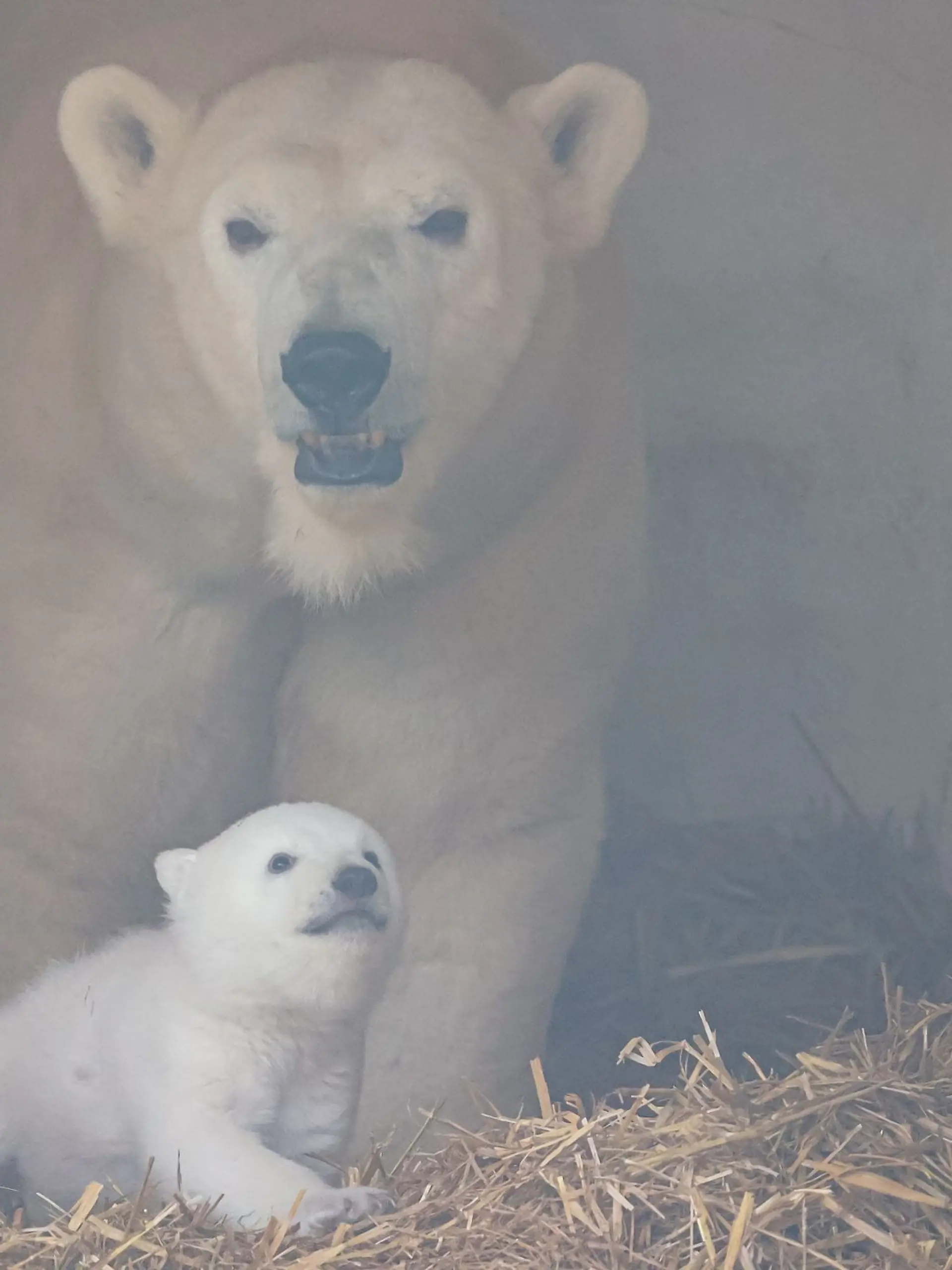 Bild zu: "Erstes Foto vom Karlsruher Eisbär-Baby"