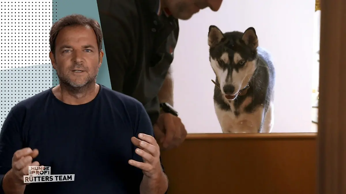 Luna fügte Kimba schwere Verletzungen zu Blutige Attacke nach 2 Jahren