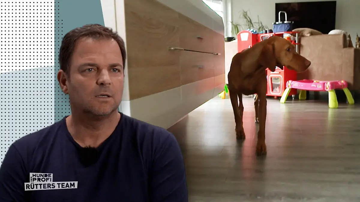 Draußen agil, drinnen ängstlich - Was verunsichert Dexter? Angezogene Handbremse