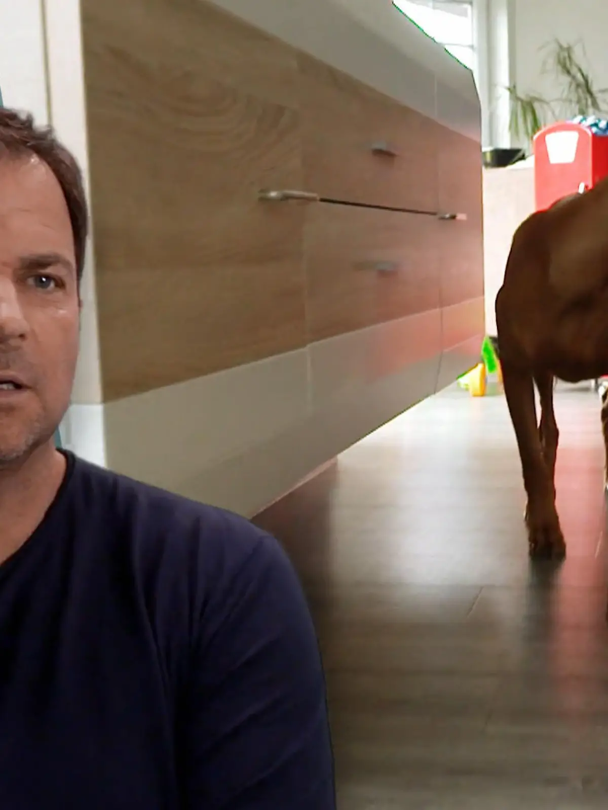 Bild zu: "Draußen agil, drinnen ängstlich - Was verunsichert Dexter?"