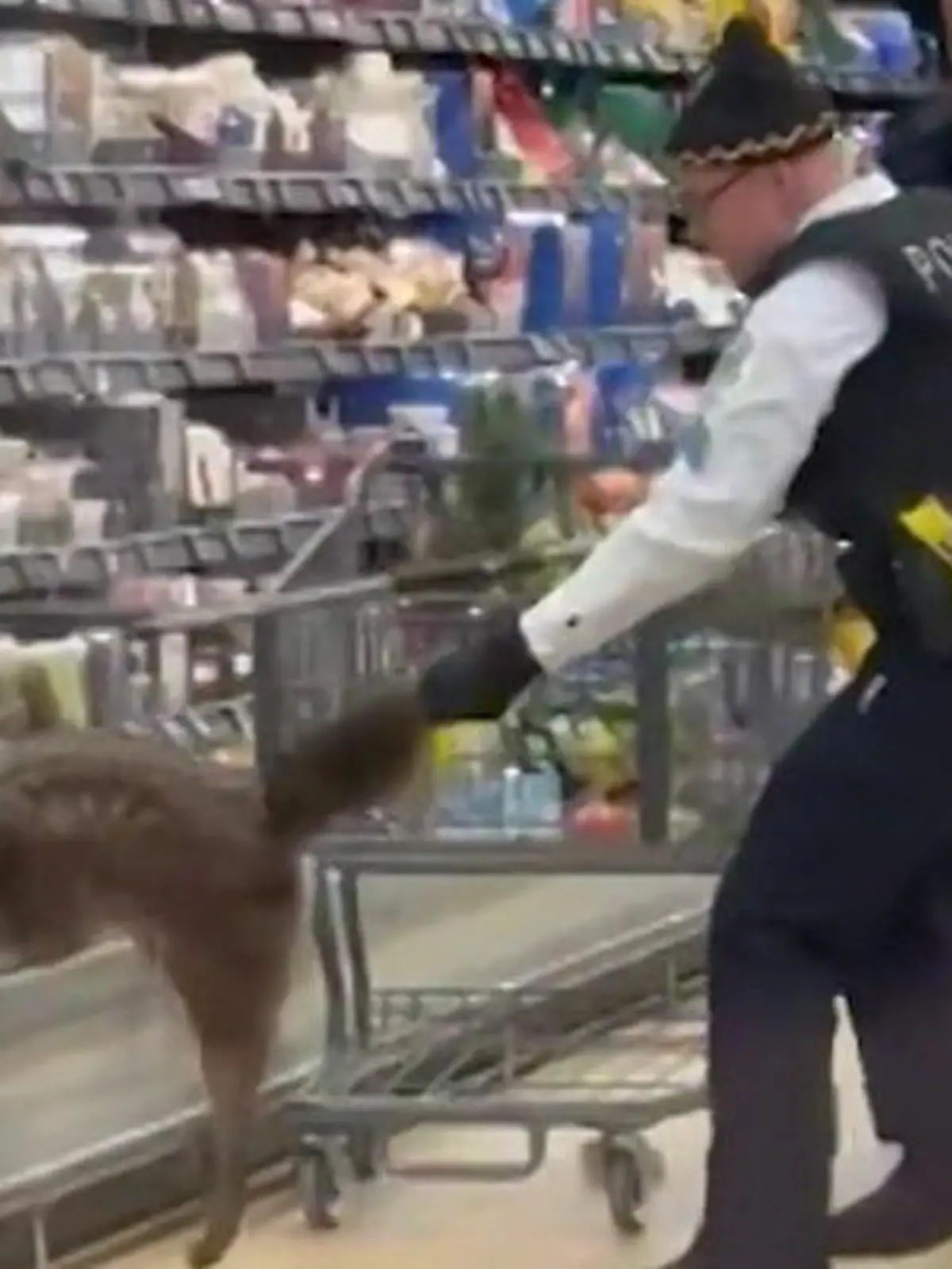 Bild zu: "Kojote versteckt sich in Aldi-Kühlregal"