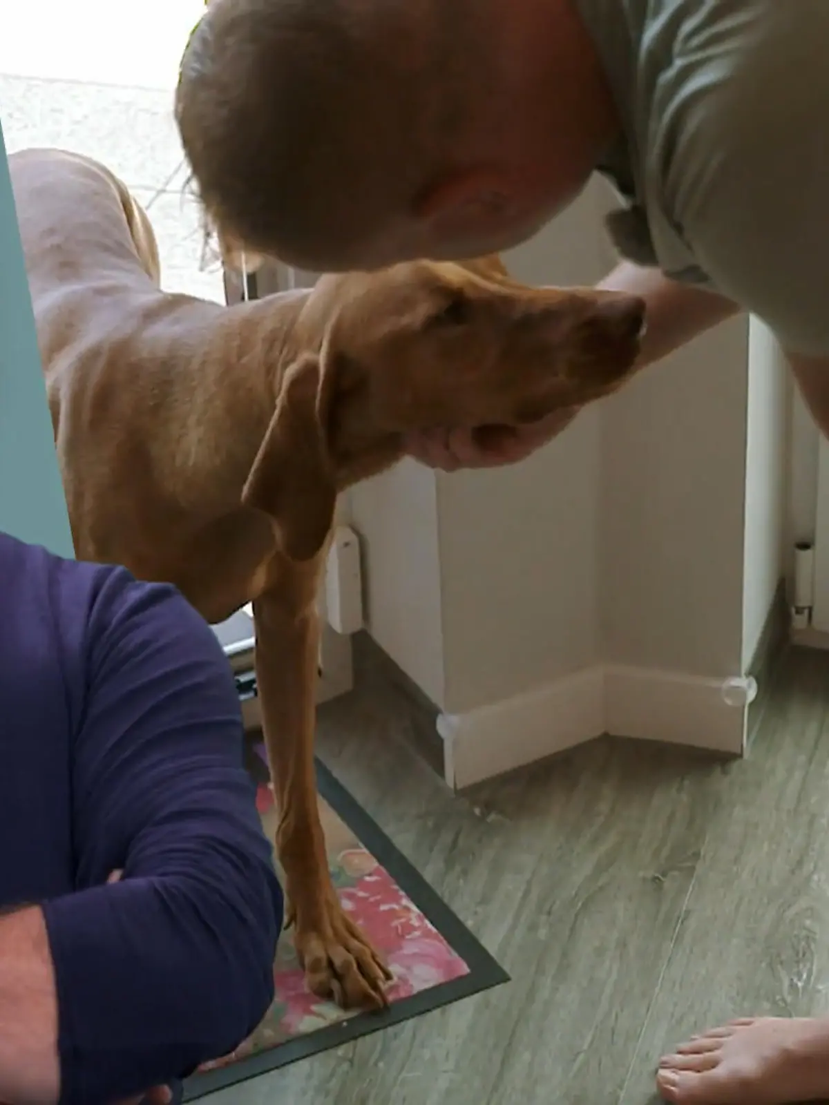 Bild zu: "Nur draußen fühlt sich Dexter sicher"