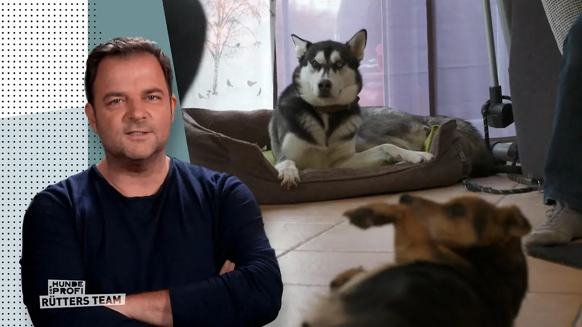 Trotz großem Stress - Beide Hunde sollen bleiben Trennung ausgeschlossen