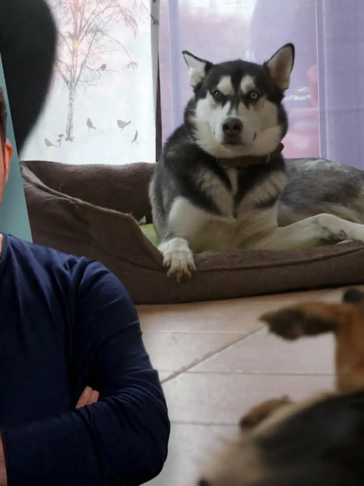 Bild zu: "Trotz großem Stress - Beide Hunde sollen bleiben"