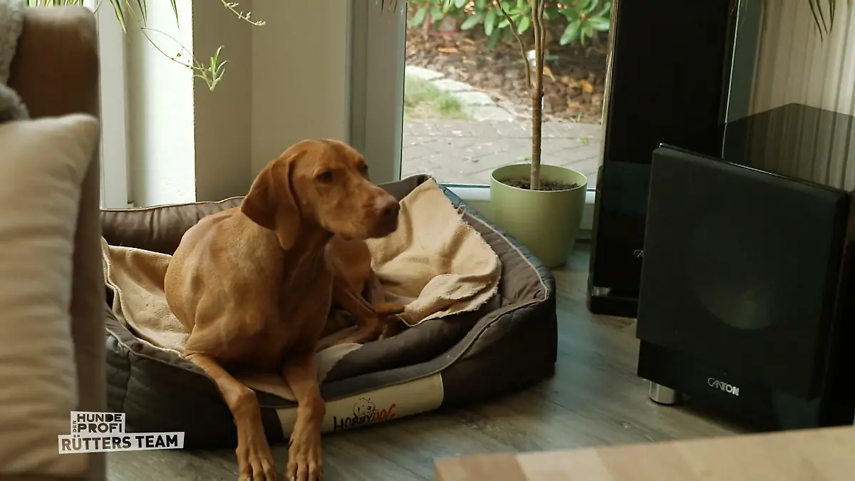 Teppiche geben Dexter Sicherheit Angst vor glatten Böden