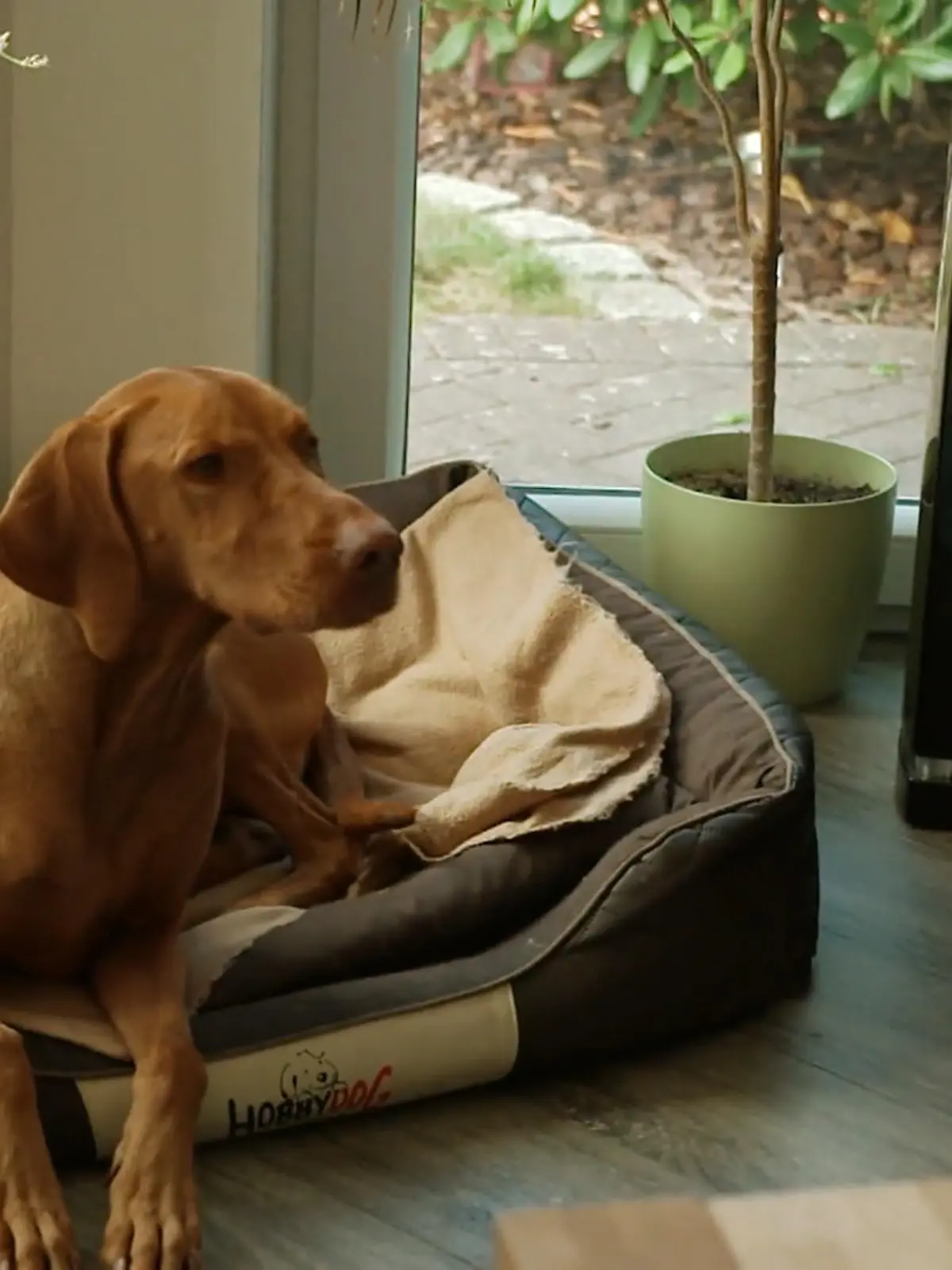 Bild zu: "Teppiche geben Dexter Sicherheit"