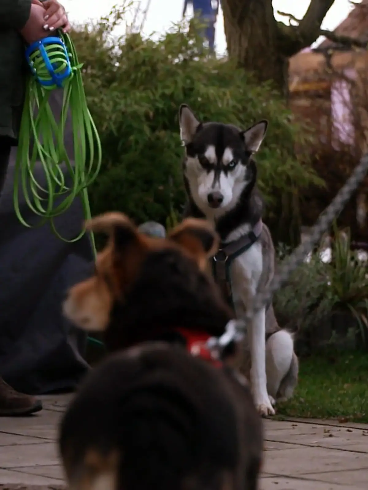 Bild zu: "Zwischen den beiden kann es schnell ernst werden"