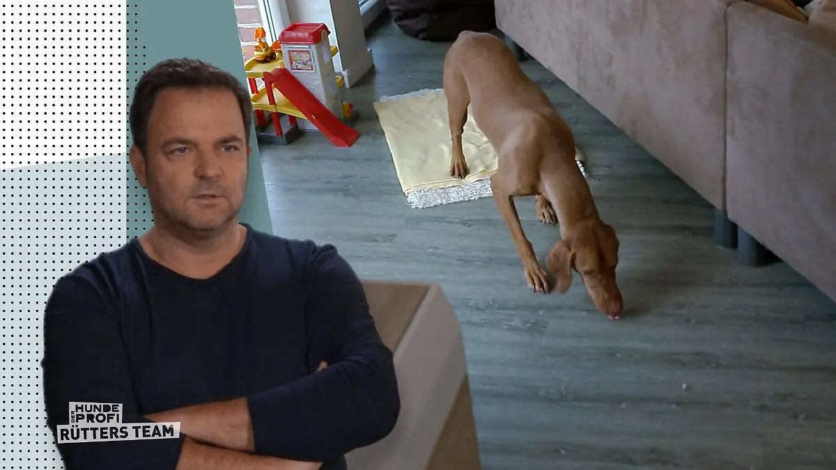 Wie meistert Dexter die Probe auf glattem Boden? Schwieriges Training