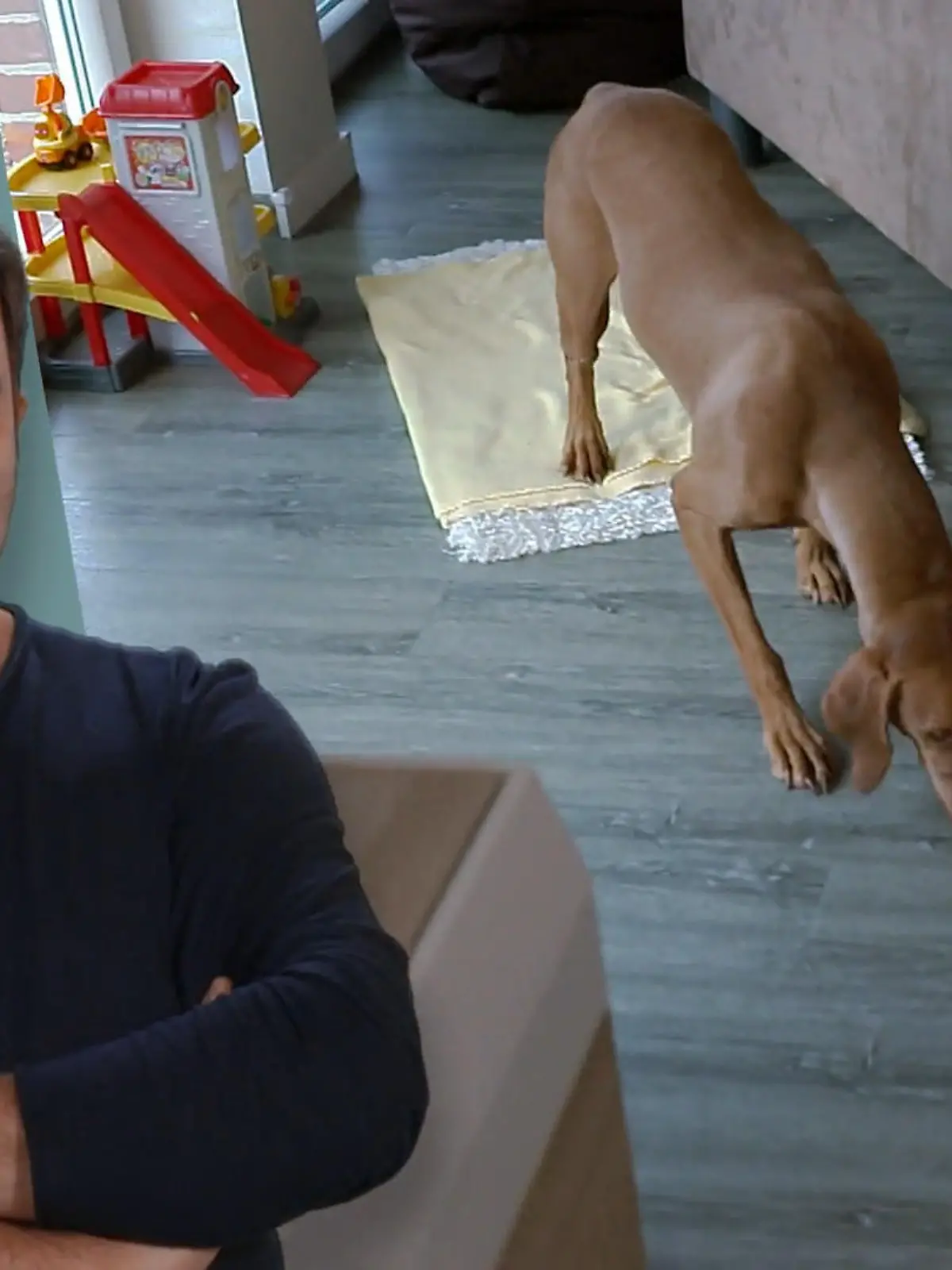 Bild zu: "Wie meistert Dexter die Probe auf glattem Boden?"