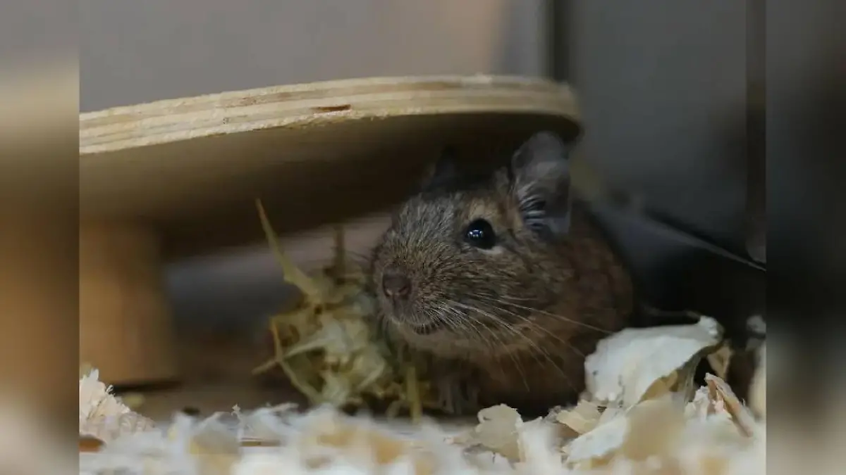 Lutz ist ein schüchterner Degu - wurde er deswegen gemobbt?