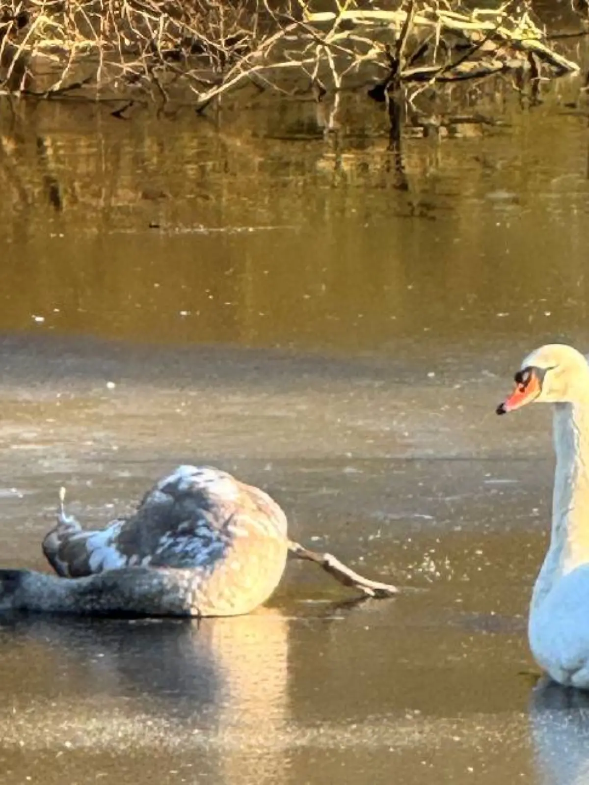 Bild zu: "Junger Schwan steckt auf eisigem See fest! "