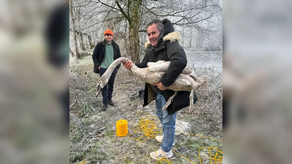 Schwan (1).jpg