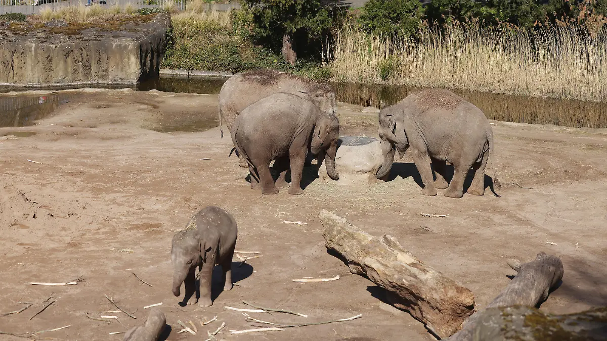 Elefanten stehen im Gehege des Zoos. Nach einem Kampf unter asiatischen Elefanten im Kölner Zoo ist eine Elefantenkuh eingeschläfert worden. Bei der Auseinandersetzung hat der Bulle «Bindu» die Kuh «Maejaruad» so schwer am rechten Hinterbein verletzt, dass Waden- und Schienbein gebrochen wurden. (Zu dpa: «Elefantenkuh im Kölner Zoo nach Kampf mit Bullen eingeschläfert»)