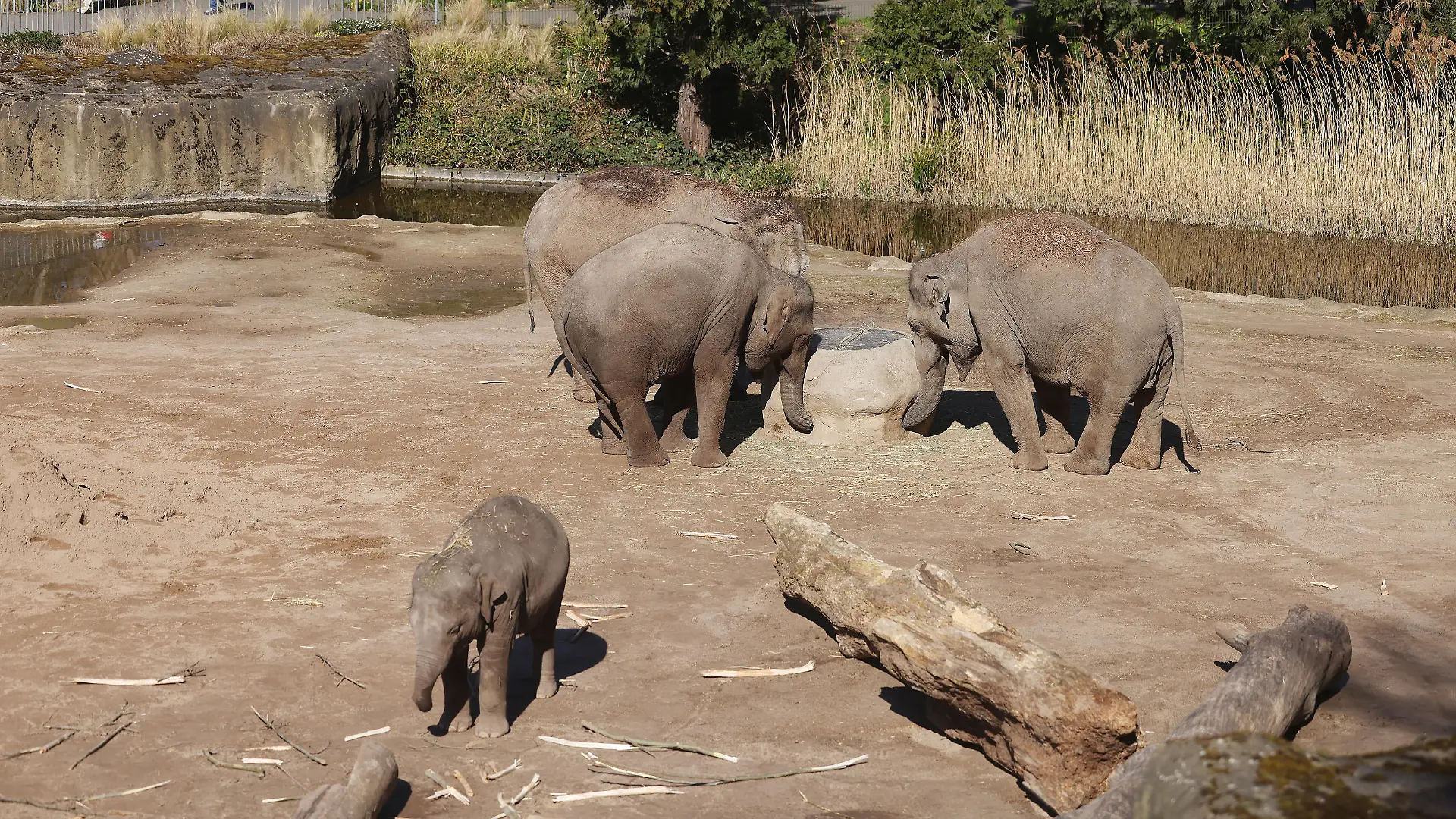 Elefanten stehen im Gehege des Zoos. Nach einem Kampf unter asiatischen Elefanten im Kölner Zoo ist eine Elefantenkuh eingeschläfert worden. Bei der Auseinandersetzung hat der Bulle «Bindu» die Kuh «Maejaruad» so schwer am rechten Hinterbein verletzt, dass Waden- und Schienbein gebrochen wurden. (Zu dpa: «Elefantenkuh im Kölner Zoo nach Kampf mit Bullen eingeschläfert»)