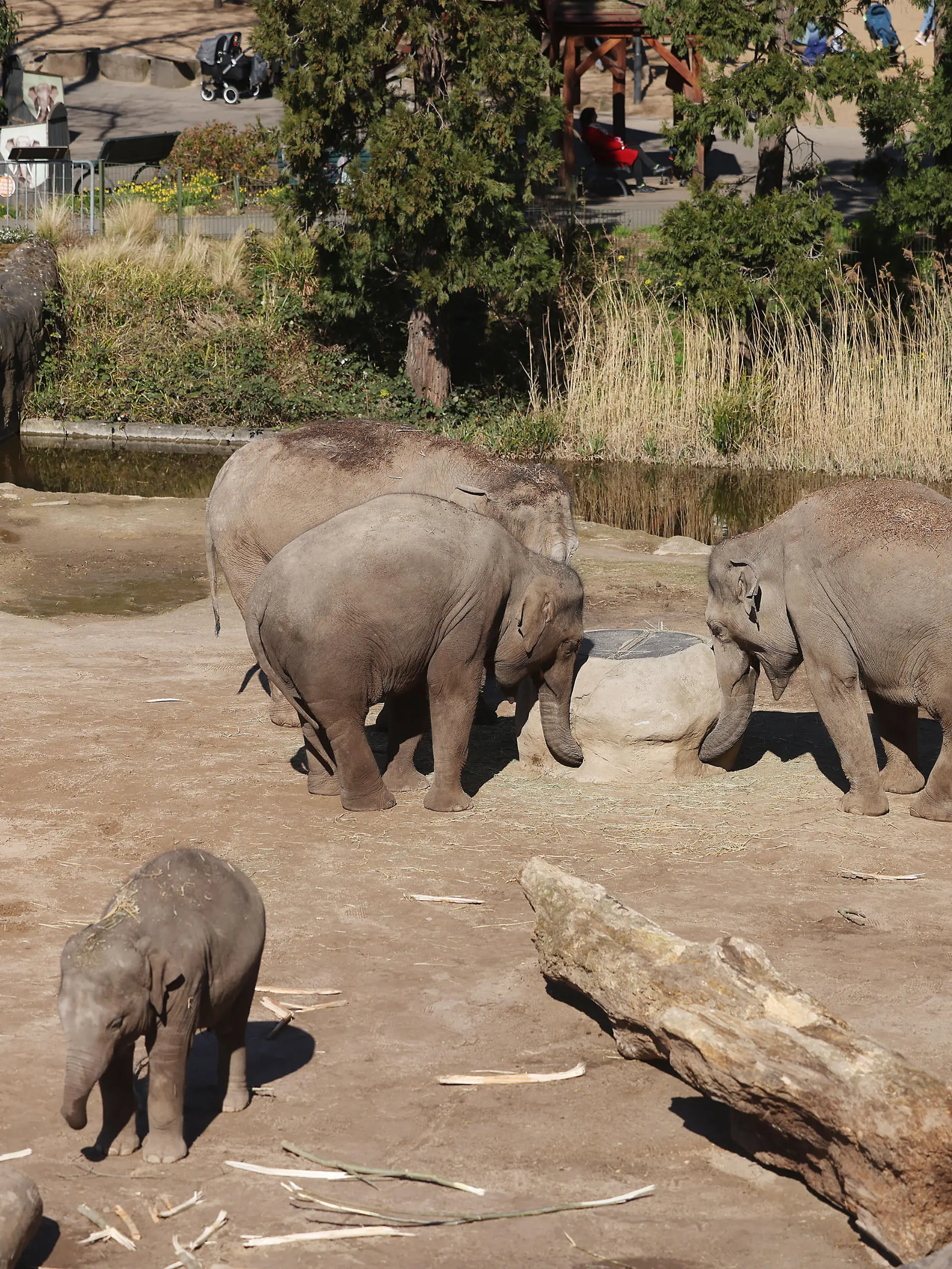 Elefanten stehen im Gehege des Zoos. Nach einem Kampf unter asiatischen Elefanten im Kölner Zoo ist eine Elefantenkuh eingeschläfert worden. Bei der Auseinandersetzung hat der Bulle «Bindu» die Kuh «Maejaruad» so schwer am rechten Hinterbein verletzt, dass Waden- und Schienbein gebrochen wurden. (Zu dpa: «Elefantenkuh im Kölner Zoo nach Kampf mit Bullen eingeschläfert»)