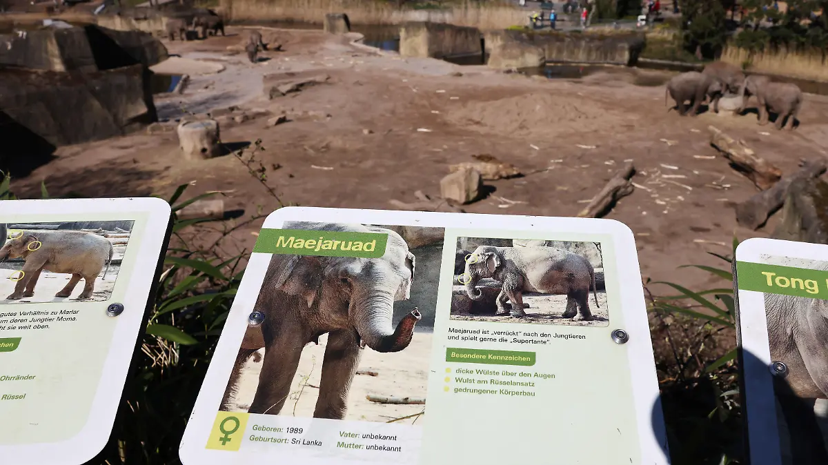 Ein Informationsschild der Elefantenkuh «Maejaruad» hängt vor dem Gehege. Nach einem Kampf unter asiatischen Elefanten im Kölner Zoo ist eine Elefantenkuh eingeschläfert worden. Bei der Auseinandersetzung hat der Bulle «Bindu» die Kuh «Maejaruad» so schwer am rechten Hinterbein verletzt, dass Waden- und Schienbein gebrochen wurden. (Zu dpa: «Elefantenkuh im Kölner Zoo nach Kampf mit Bullen eingeschläfert»)