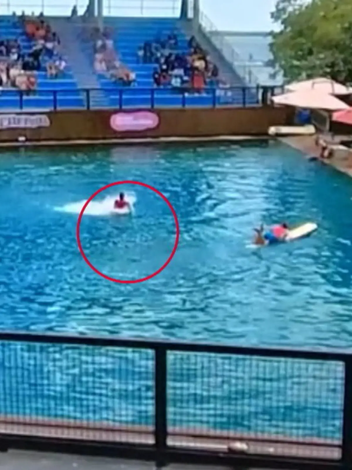 In einem Aquarium in Miami hat ein Delfin eine Trainerin angegriffen und verletzt.
