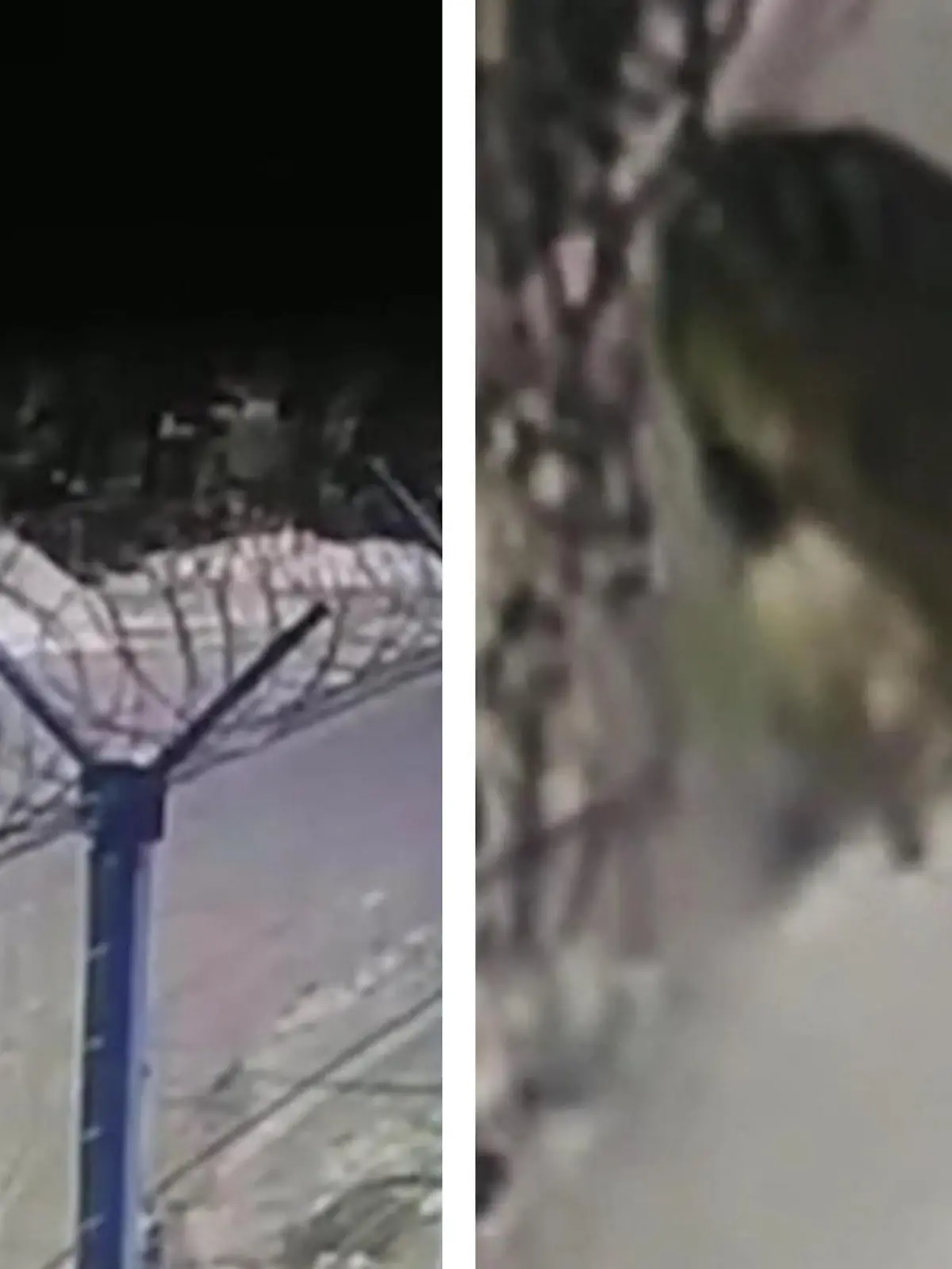 Hund hat keine Chance! Hungriger Tiger verfolgt seine Beute