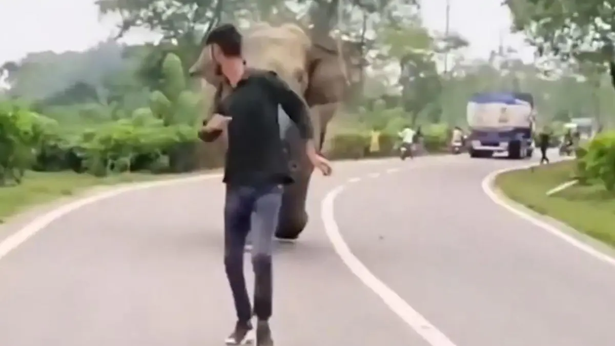 Wilder Elefant geht auf Jugendlichen los Vom Helfer zum Gejagten!