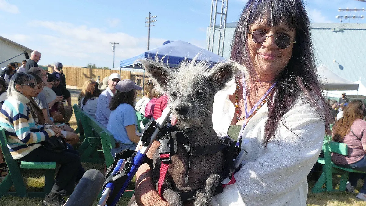 23.06.2023, USA, Petaluma: Scooter, ein siebenjähriger chinesischer Schopfhund, in seinem Laufrad-Gestell wird von seiner Besitzerin Linda Elmquist gehalten, nachdem er den ersten Platz im Wettbewerb um den «Hässlichsten Hund der Welt» auf der Sonoma-Marin Fair in Petaluma, Kalifornien, gewonnen hat. (Wiederholung mit verändertem Bildausschnitt) Foto: Barbara Munker/dpa +++ dpa-Bildfunk +++