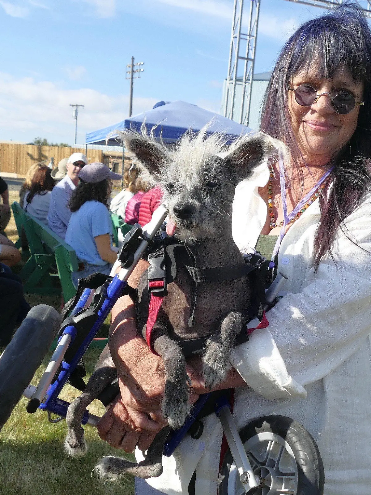 23.06.2023, USA, Petaluma: Scooter, ein siebenjähriger chinesischer Schopfhund, in seinem Laufrad-Gestell wird von seiner Besitzerin Linda Elmquist gehalten, nachdem er den ersten Platz im Wettbewerb um den «Hässlichsten Hund der Welt» auf der Sonoma-Marin Fair in Petaluma, Kalifornien, gewonnen hat. (Wiederholung mit verändertem Bildausschnitt) Foto: Barbara Munker/dpa +++ dpa-Bildfunk +++