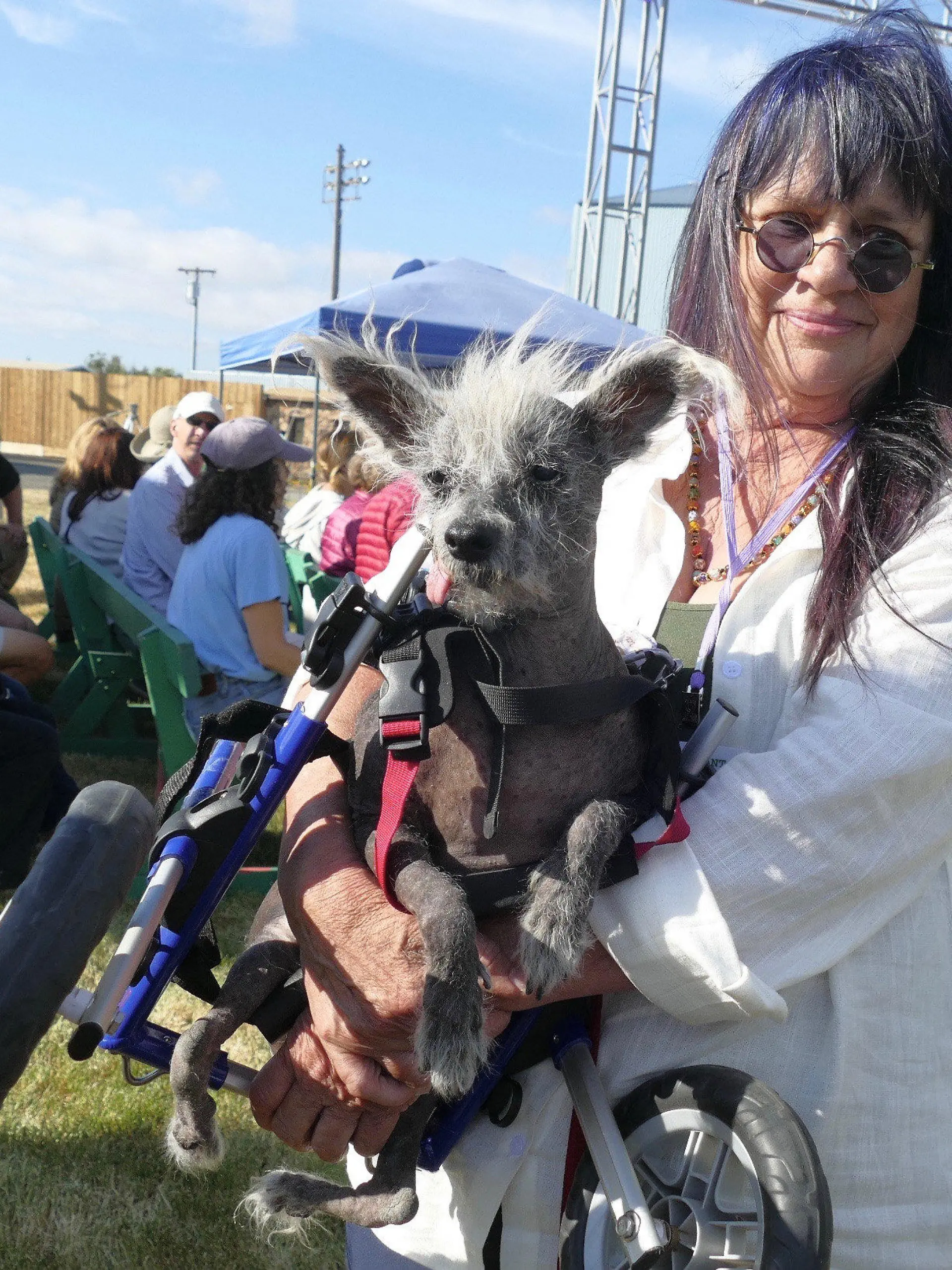 23.06.2023, USA, Petaluma: Scooter, ein siebenjähriger chinesischer Schopfhund, in seinem Laufrad-Gestell wird von seiner Besitzerin Linda Elmquist gehalten, nachdem er den ersten Platz im Wettbewerb um den «Hässlichsten Hund der Welt» auf der Sonoma-Marin Fair in Petaluma, Kalifornien, gewonnen hat. (Wiederholung mit verändertem Bildausschnitt) Foto: Barbara Munker/dpa +++ dpa-Bildfunk +++