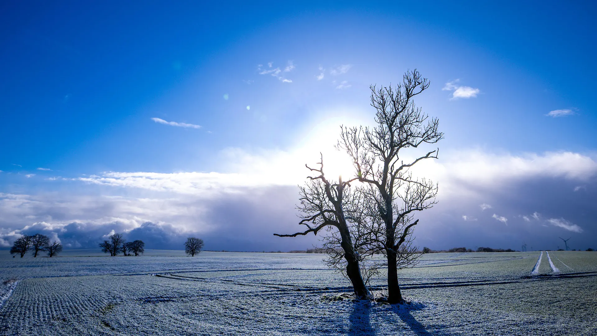 dpatopbilder - 03.01.2025, Mecklenburg-Vorpommern, Veelböken: Ein Baum steht auf einem leicht verschneiten Feld. Mit leichtem Schneefall und Sonnenschein zeigt sich das Winterwetter in Norddeutschland von seiner freundlichen Seite. Foto: Jens Büttner/dpa +++ dpa-Bildfunk +++