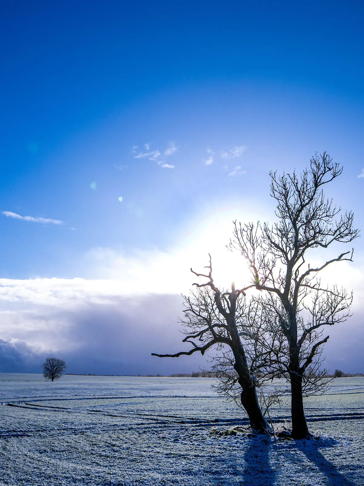 dpatopbilder - 03.01.2025, Mecklenburg-Vorpommern, Veelböken: Ein Baum steht auf einem leicht verschneiten Feld. Mit leichtem Schneefall und Sonnenschein zeigt sich das Winterwetter in Norddeutschland von seiner freundlichen Seite. Foto: Jens Büttner/dpa +++ dpa-Bildfunk +++