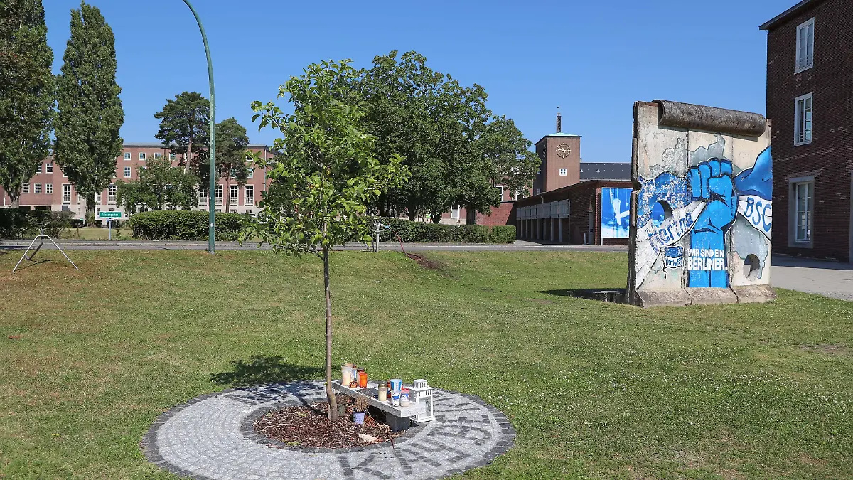 Der von Kay Bernstein gepflanzte Apfelbaum als Gedenkstätte für den verstorbenen Hertha-Präsidenten.