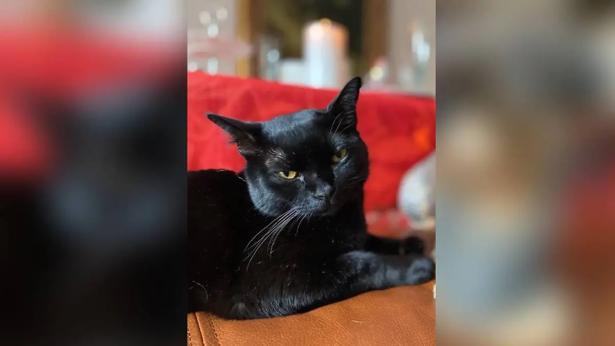 Seine Familie vermisst Bombay-Kater Aramis nun schon seit mehr als einem Monat.