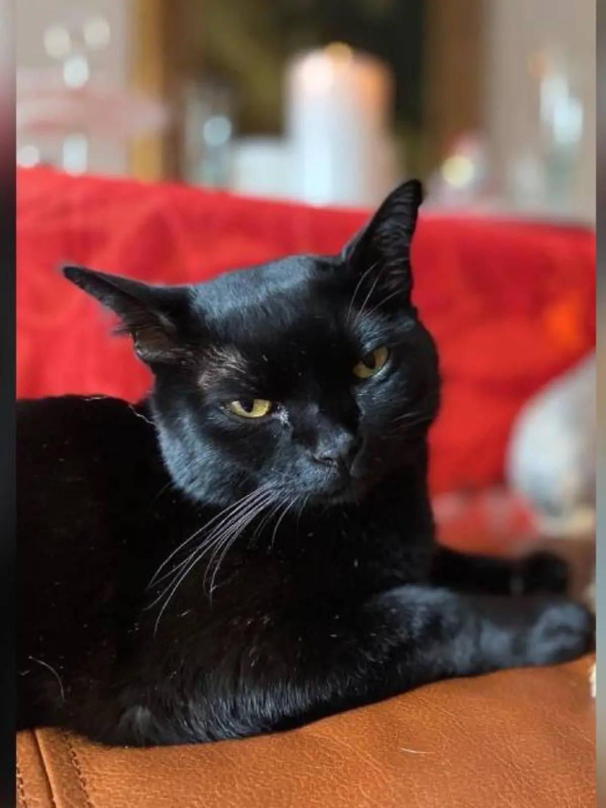 Seine Familie vermisst Bombay-Kater Aramis nun schon seit mehr als einem Monat.