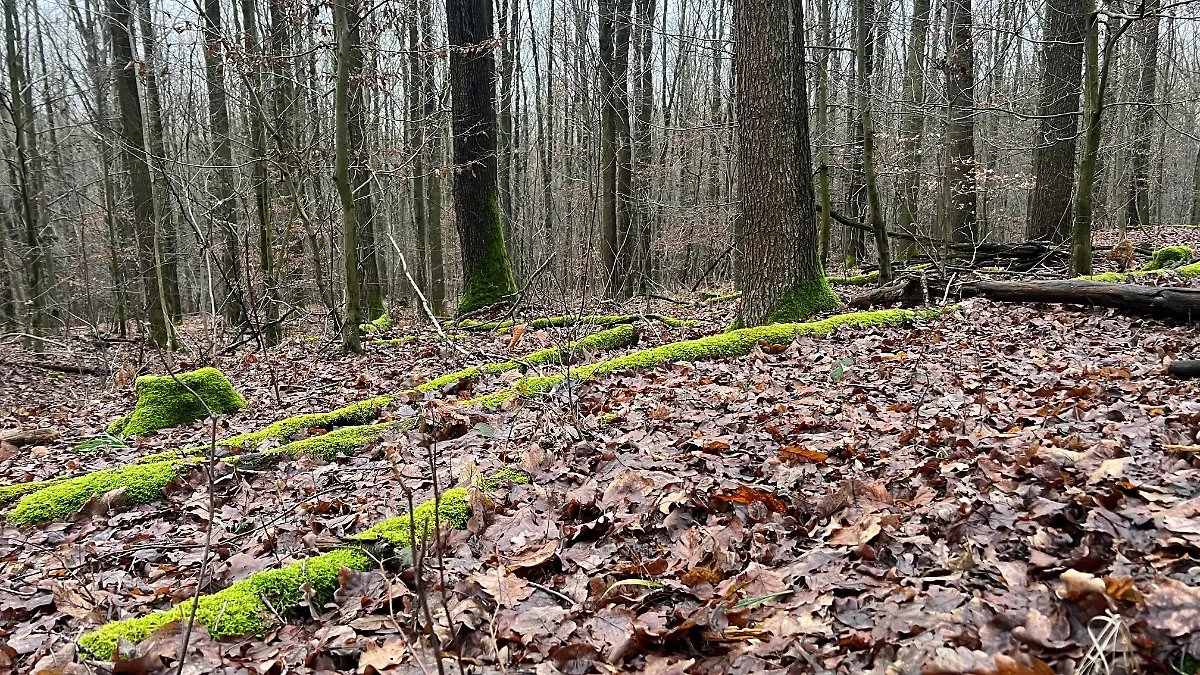 In diesem Wald bei Döbeln wurde Valeriias Leiche gefunden 