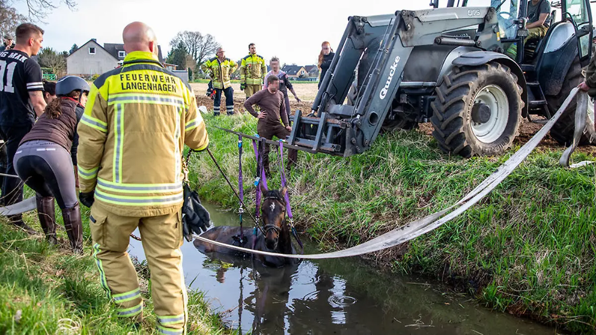 Wallach "Caputi" konnte sich aus dem Graben nicht alleine befreien. Doch die Feuerwehr kam ihm zu Hilfe.