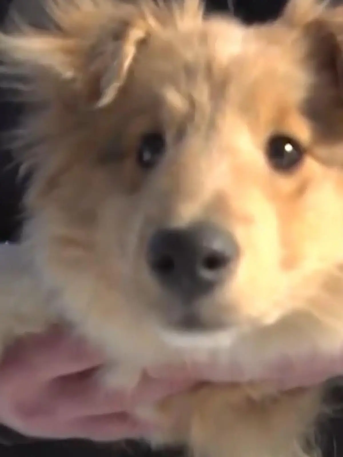Hund Charlie ist nach einem Monat wieder bei seiner Familie.