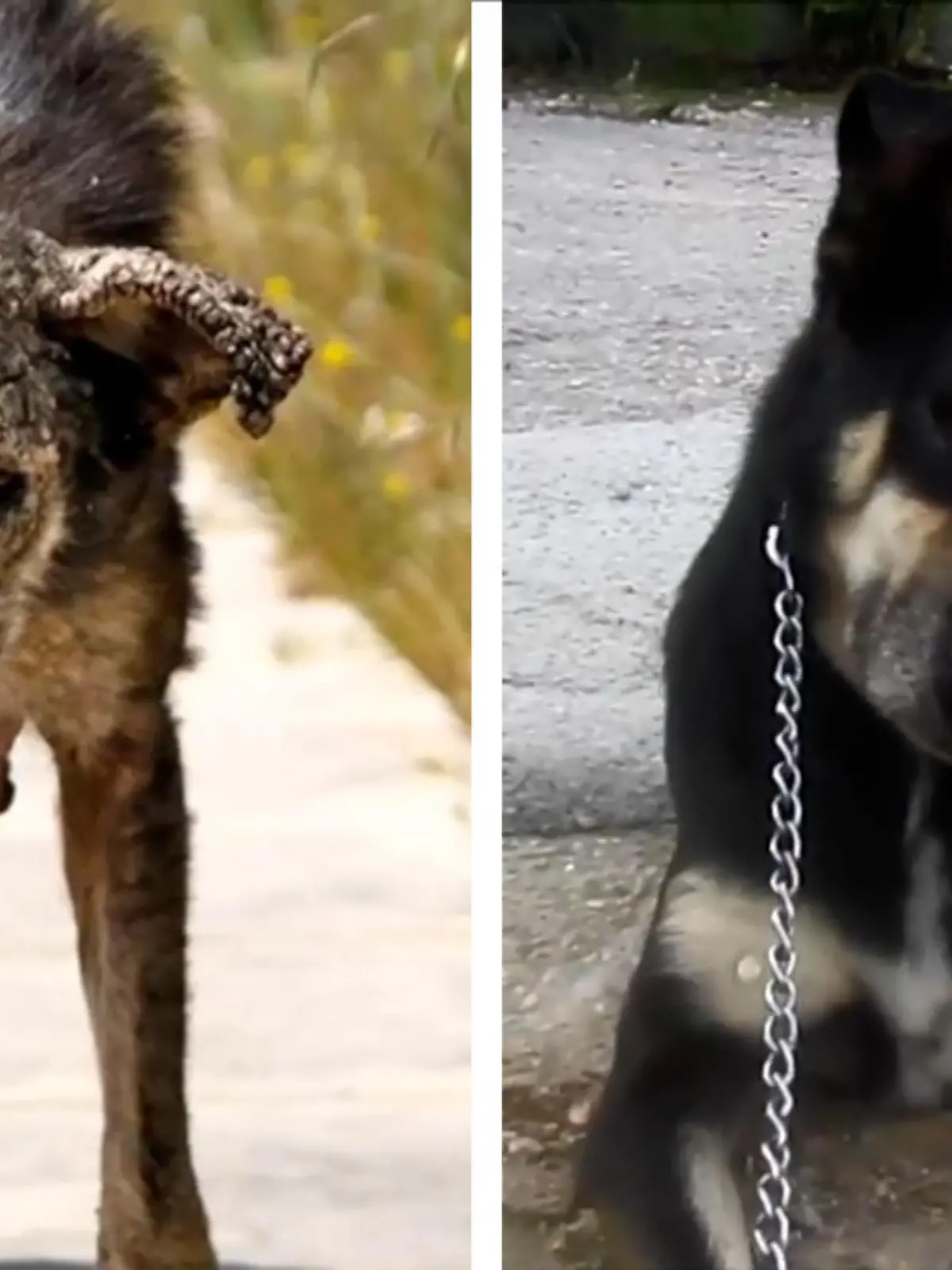 Hündin Petra ist schwerkrank, verwahrlost und will nur noch sterben.
Dank Tierschützern darf sie sich nun auf ein neues Zuhause freuen! 