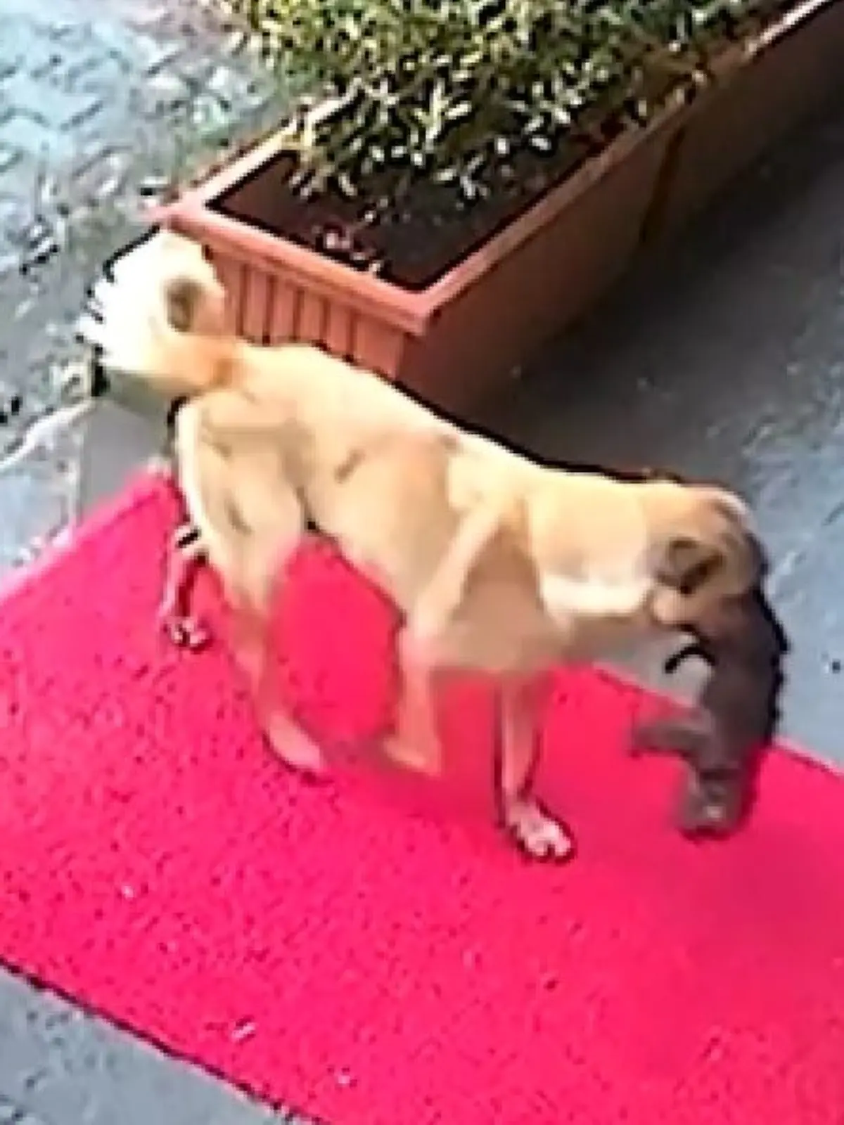 Das Video der Streunerin aus Istanbul geht viral.