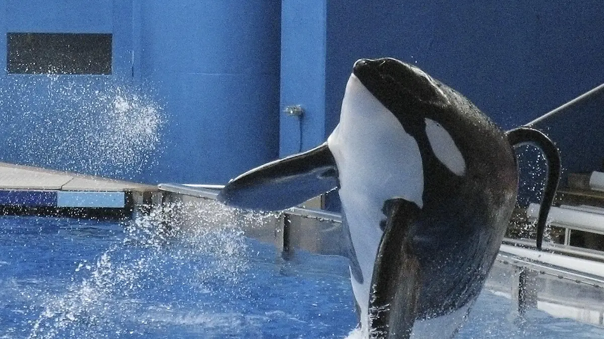 FILE PHOTO - SeaWorld killer whale Tilikum performs during the show "Believe" at SeaWorld Orlando in Orlando, Florida, U.S. on September 3, 2009.  REUTERS/Mathieu Belanger/File Photo