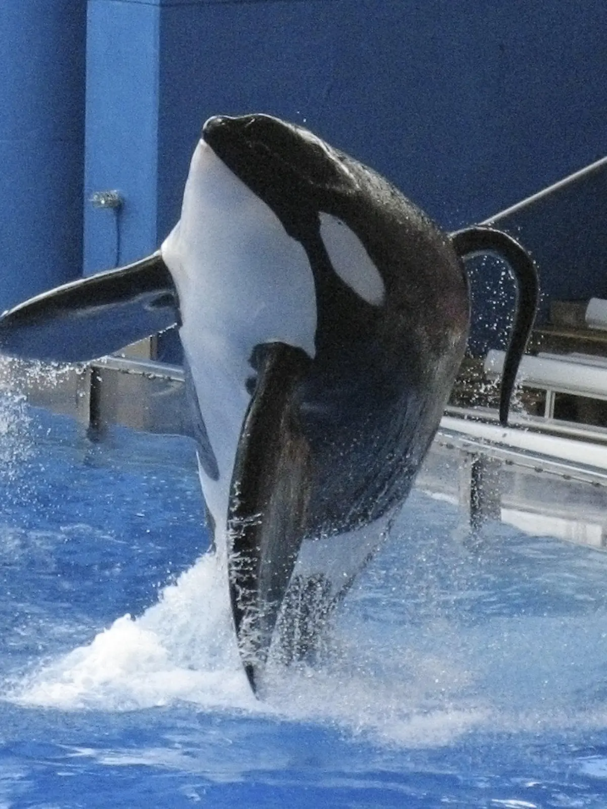 FILE PHOTO - SeaWorld killer whale Tilikum performs during the show "Believe" at SeaWorld Orlando in Orlando, Florida, U.S. on September 3, 2009.  REUTERS/Mathieu Belanger/File Photo
