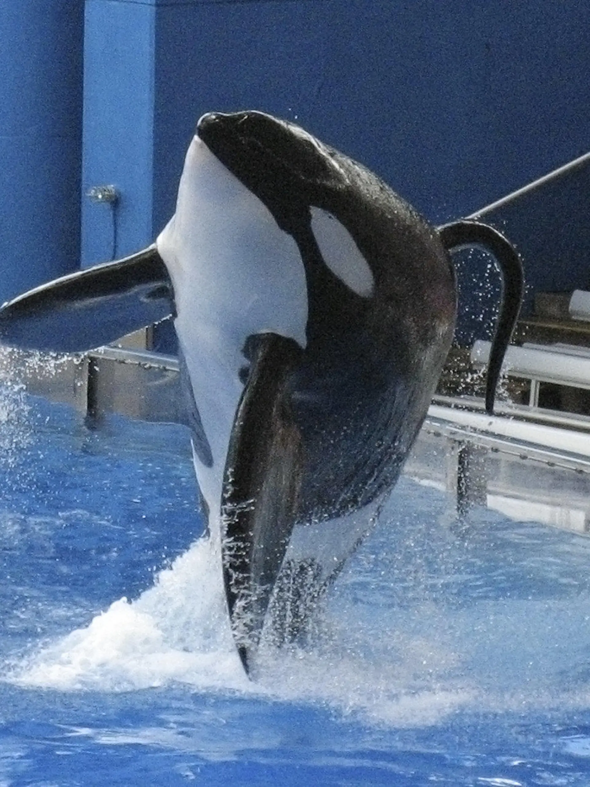 FILE PHOTO - SeaWorld killer whale Tilikum performs during the show "Believe" at SeaWorld Orlando in Orlando, Florida, U.S. on September 3, 2009.  REUTERS/Mathieu Belanger/File Photo