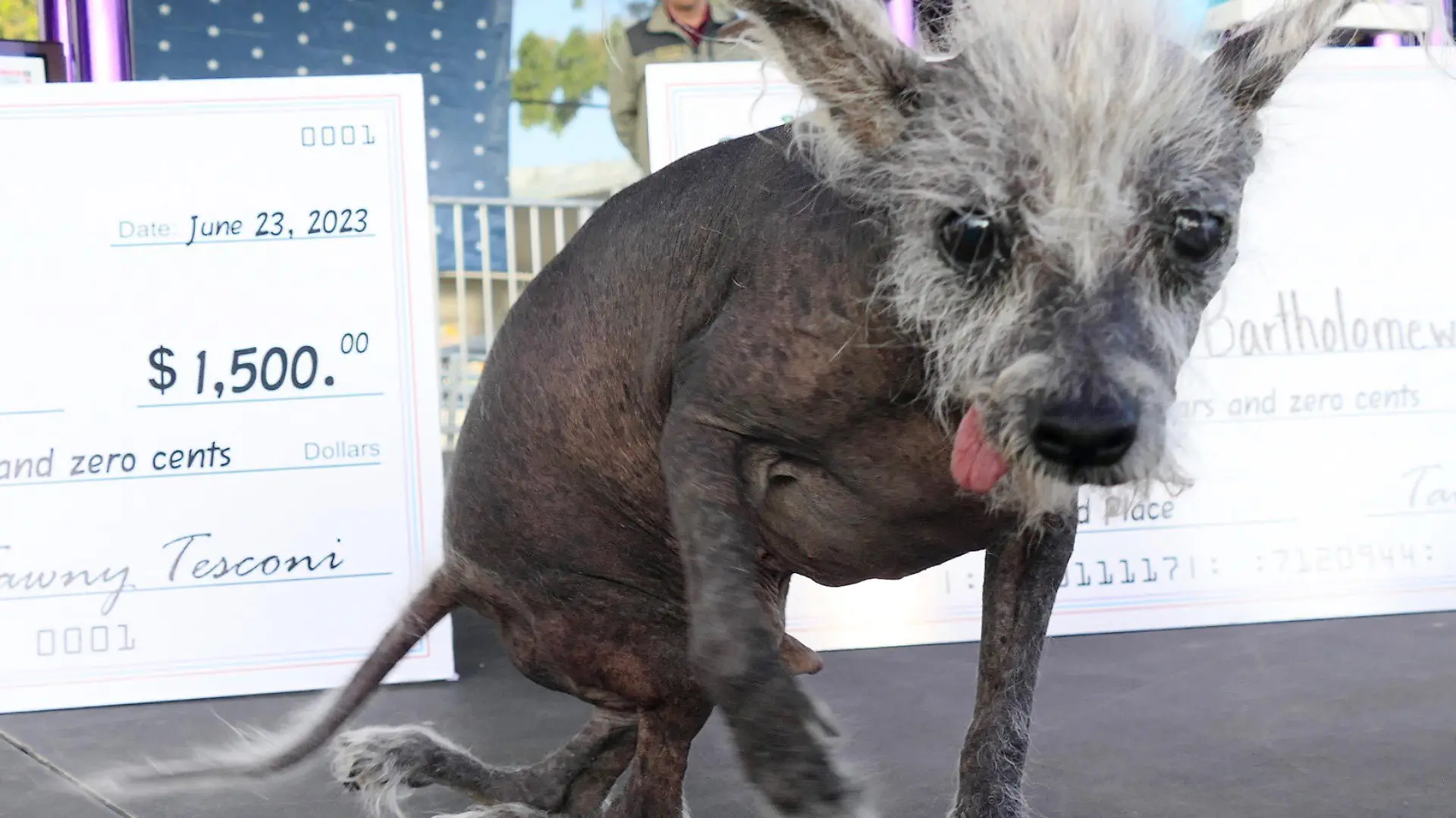 dpatopbilder - 23.06.2023, USA, Petaluma: Scooter, ein siebenjähriger chinesischer Schopfhund, sitzt auf der Bühne, nachdem er den ersten Platz im Wettbewerb um den «Hässlichsten Hund der Welt» auf der Sonoma-Marin Fair in Petaluma, Kalifornien, gewonnen hat. Foto: Barbara Munker/dpa +++ dpa-Bildfunk +++