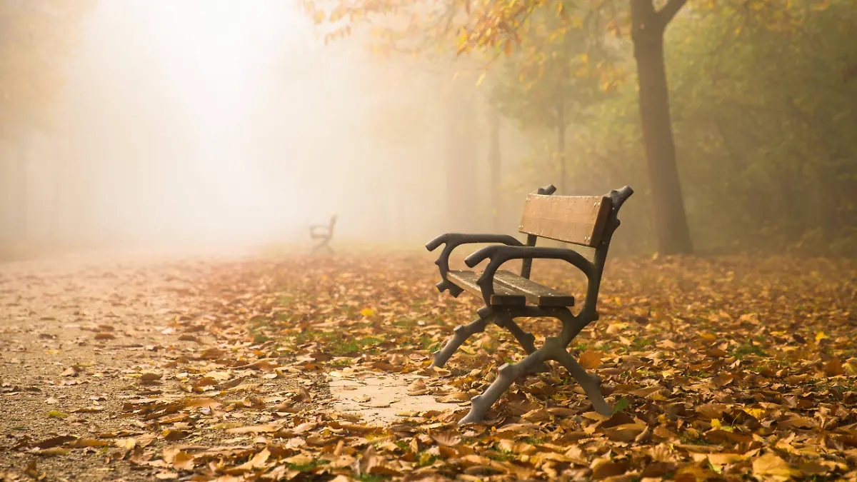 Einsame Parkbank an einem nebeligen Novembermorgen im herbstlichen Schlosspark in Wiesbaden