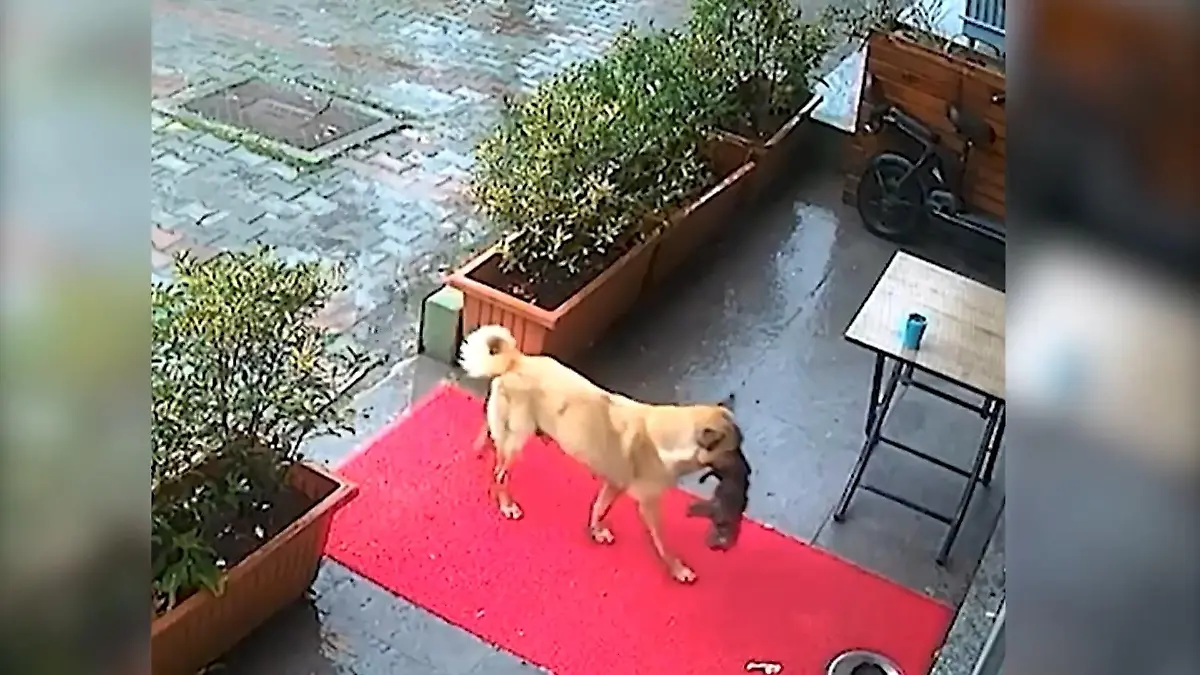 Herzzerreißend! Hundemama trägt Welpen zur Tierklinik Mit Baby im Maul durch den Regen