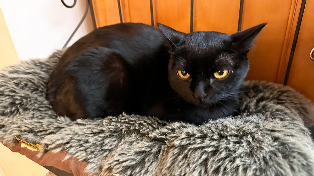 Die Bombay-Katze Aramis ist zurück auf Norderney.