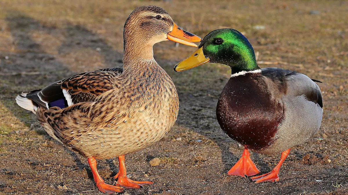Bei den überfahrenen Enten handelt es sich um ein Stockenten-Paar. (Symbolbild)