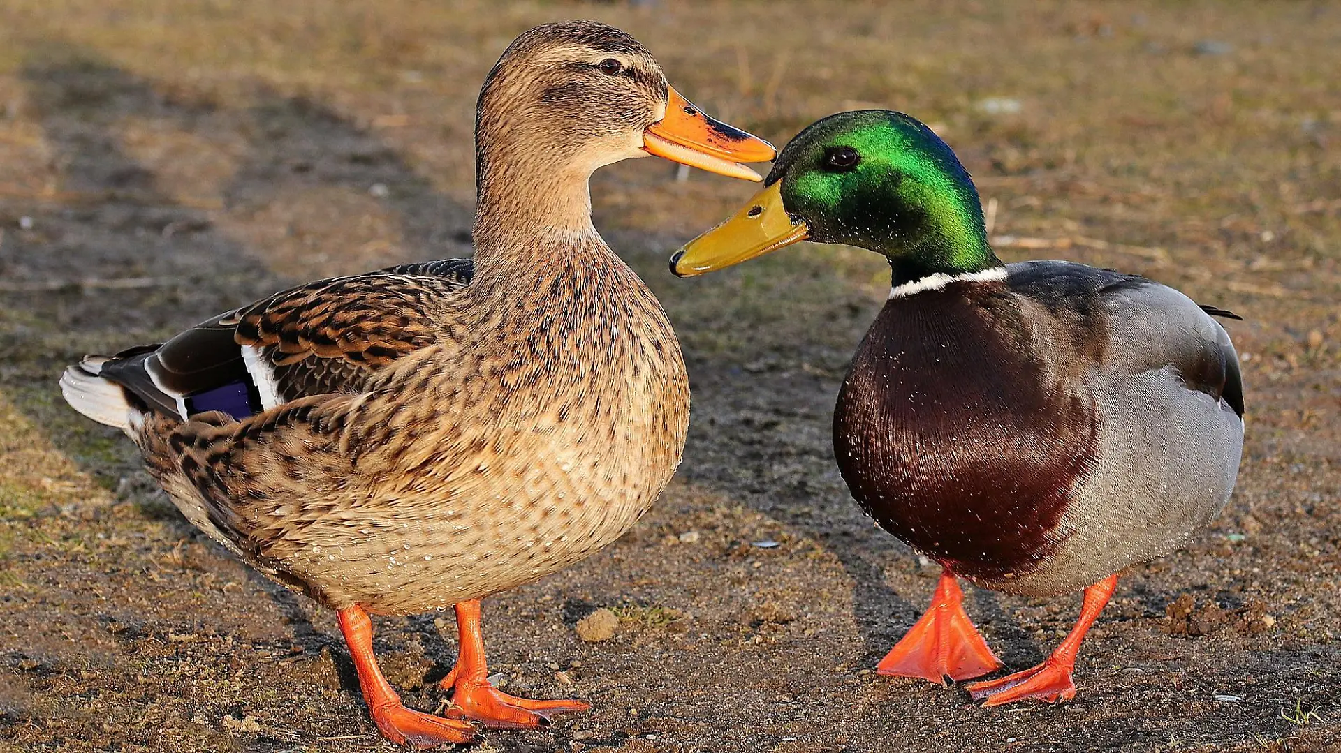 Bei den überfahrenen Enten handelt es sich um ein Stockenten-Paar. (Symbolbild)