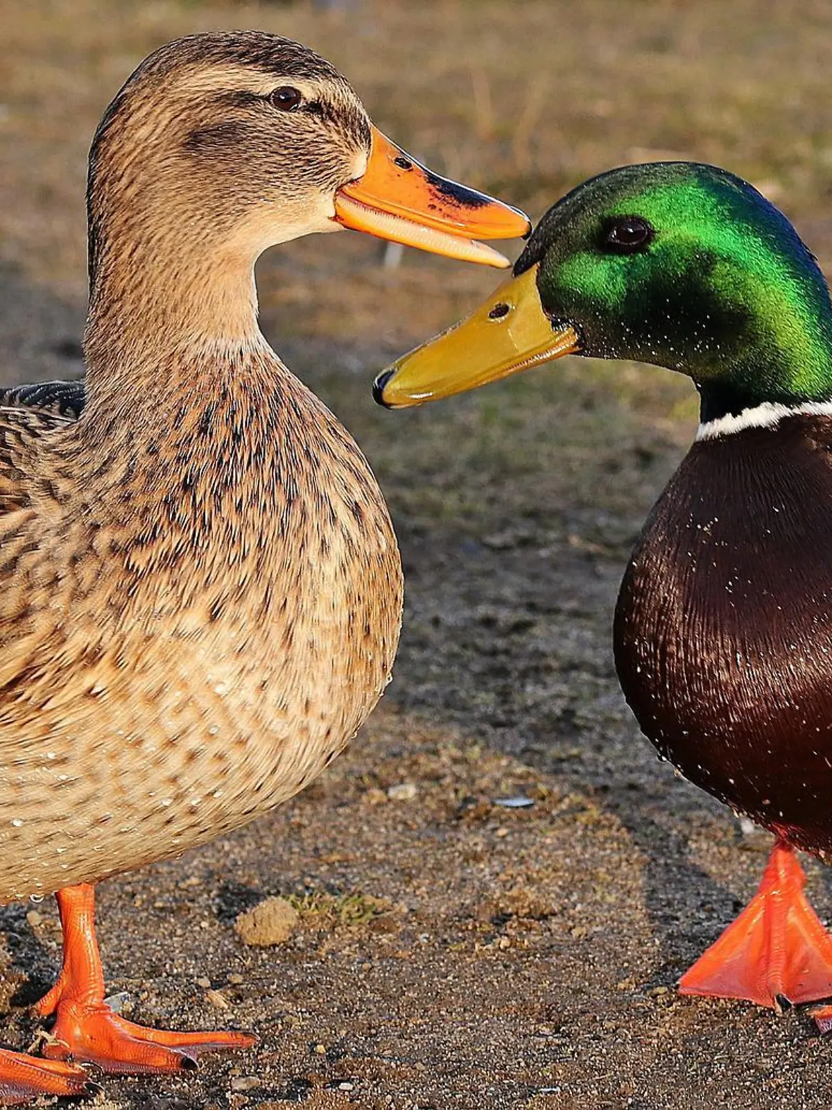 Bei den überfahrenen Enten handelt es sich um ein Stockenten-Paar. (Symbolbild)