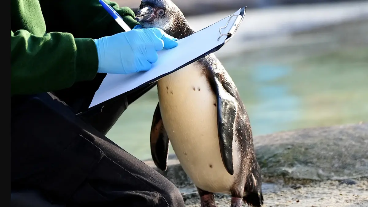Zoo-Mitarbeiter wird wegen Diebstahl fristlos entlassen.