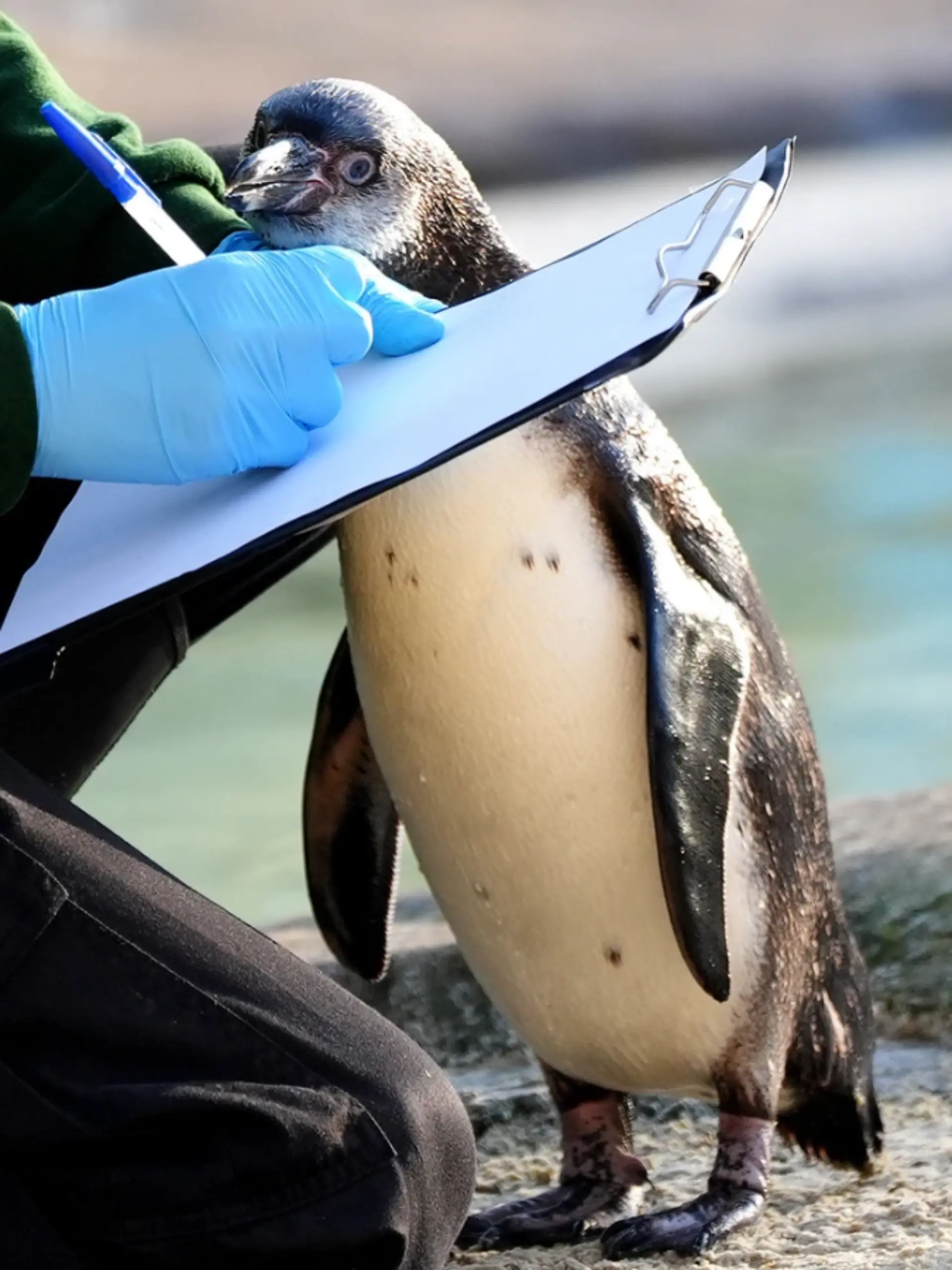 Zoo-Mitarbeiter wird wegen Diebstahl fristlos entlassen. 