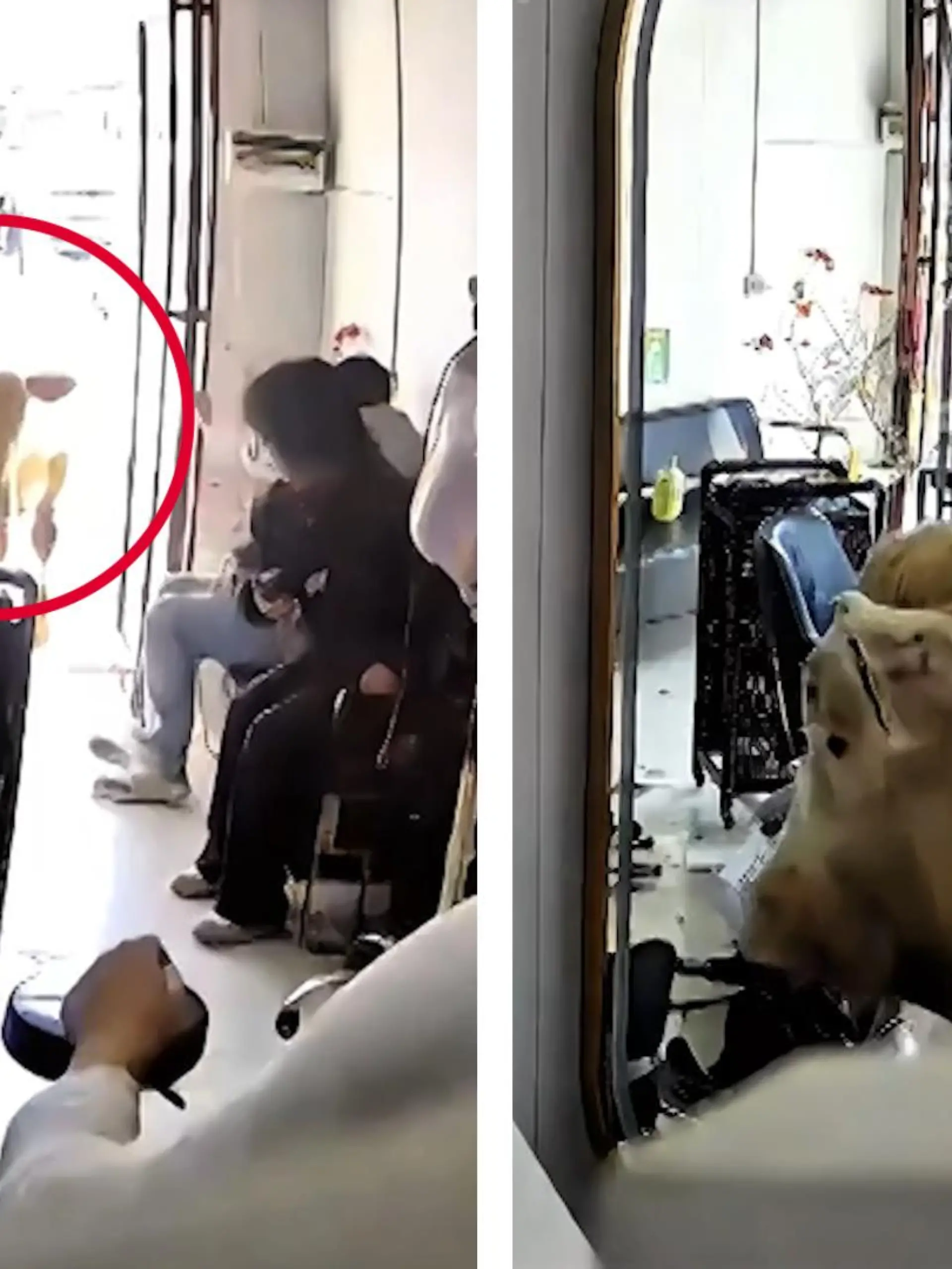 Bild zu: "KUHler Haarschnitt! Rind randaliert im Friseursalon"