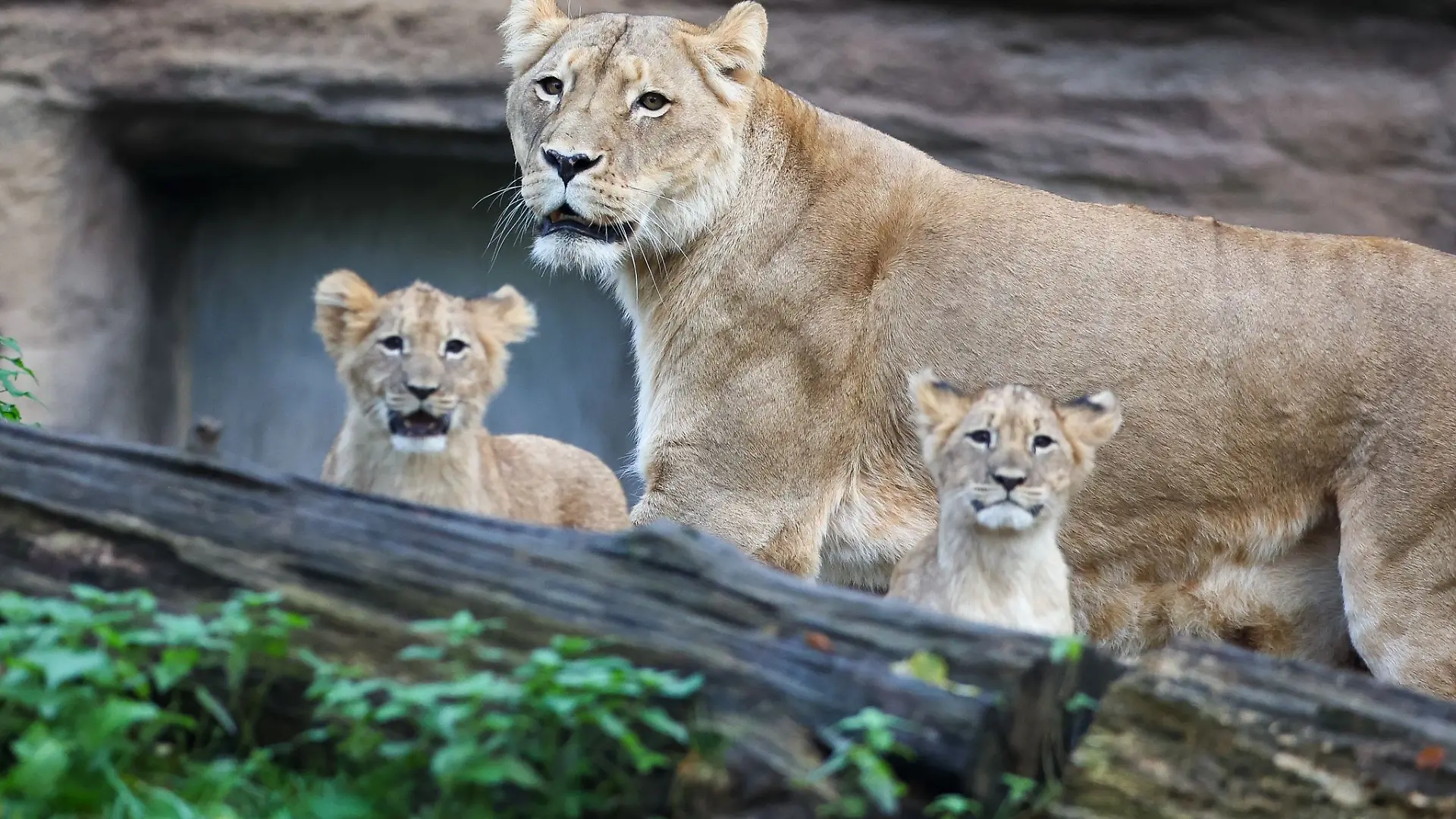 Der junge Löwe Amaru hat den Leipziger Zoo verlassen, um ein neues Rudel zu gründen. (Archivbild)